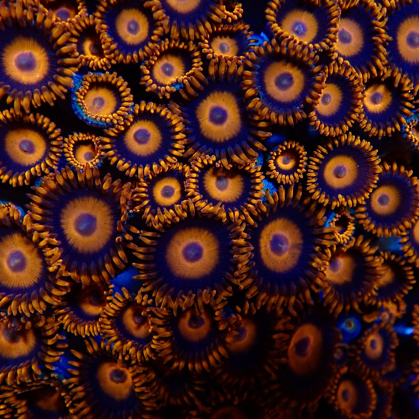 Oxide Zoanthids par tete