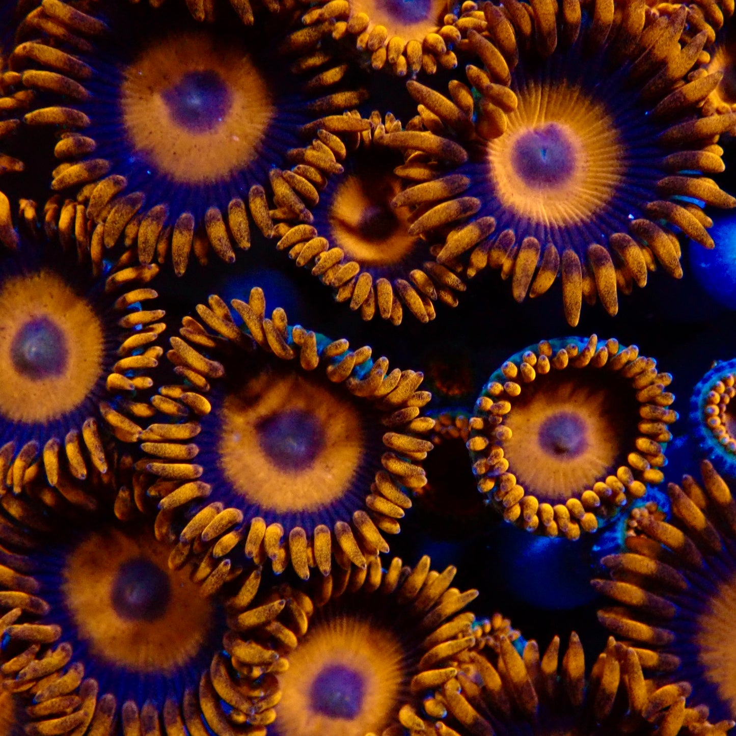 Oxide Zoanthids par tete