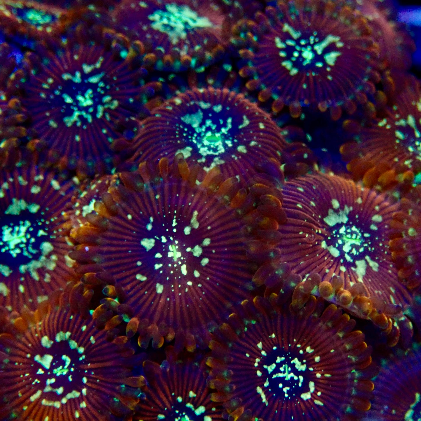 Magician Zoanthid per polyp