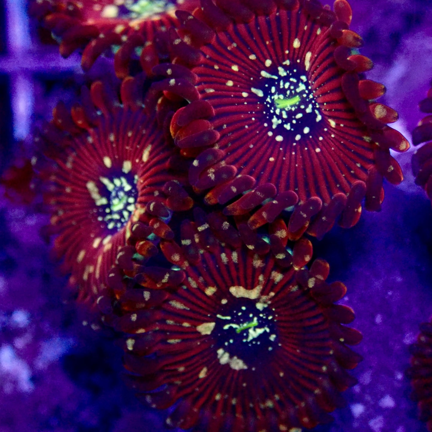 Magician Zoanthid per polyp