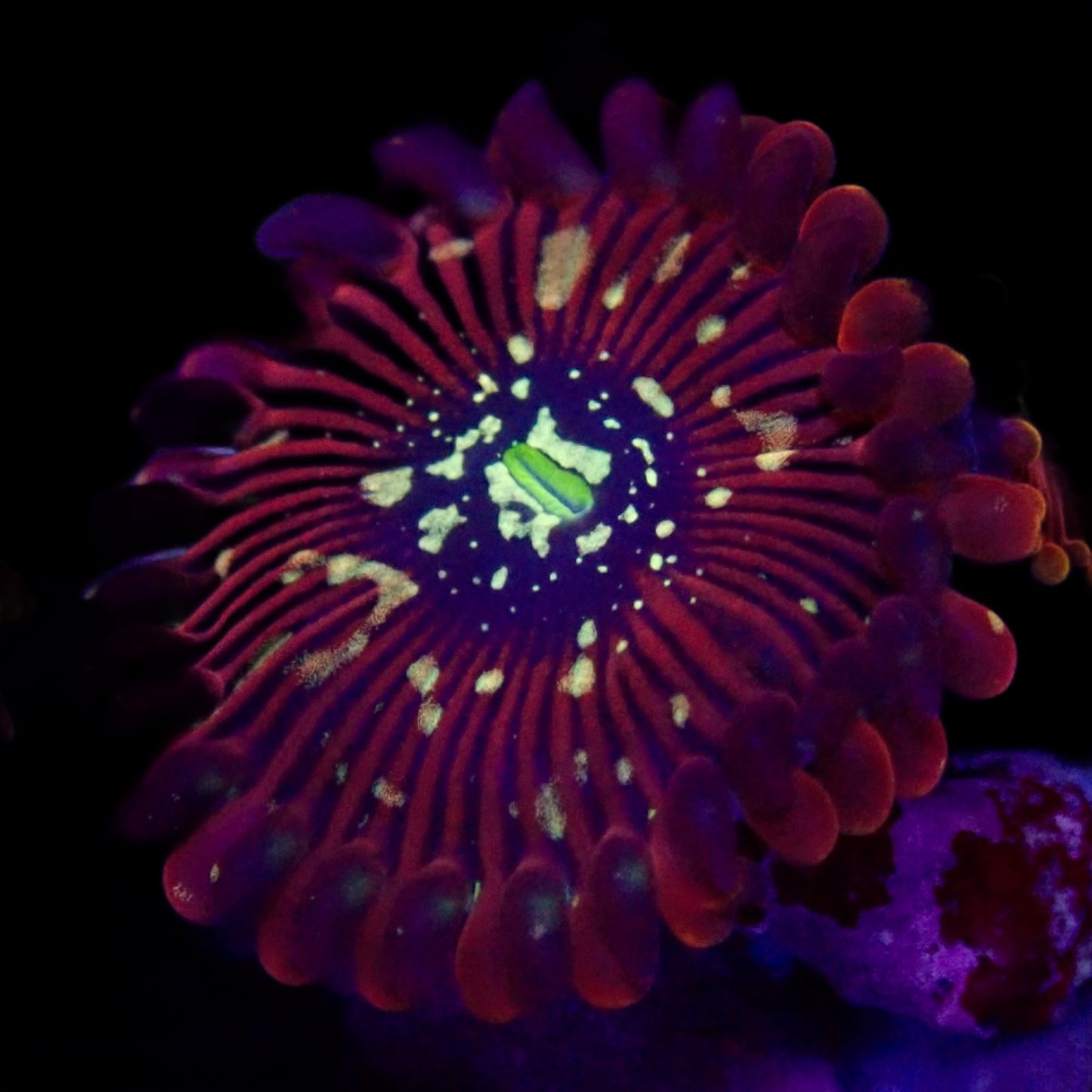 Magician Zoanthid per polyp