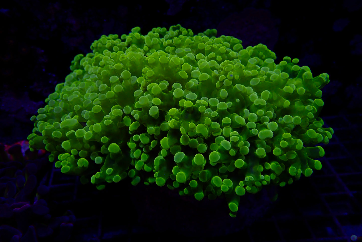 Euphyllia divisa Colony