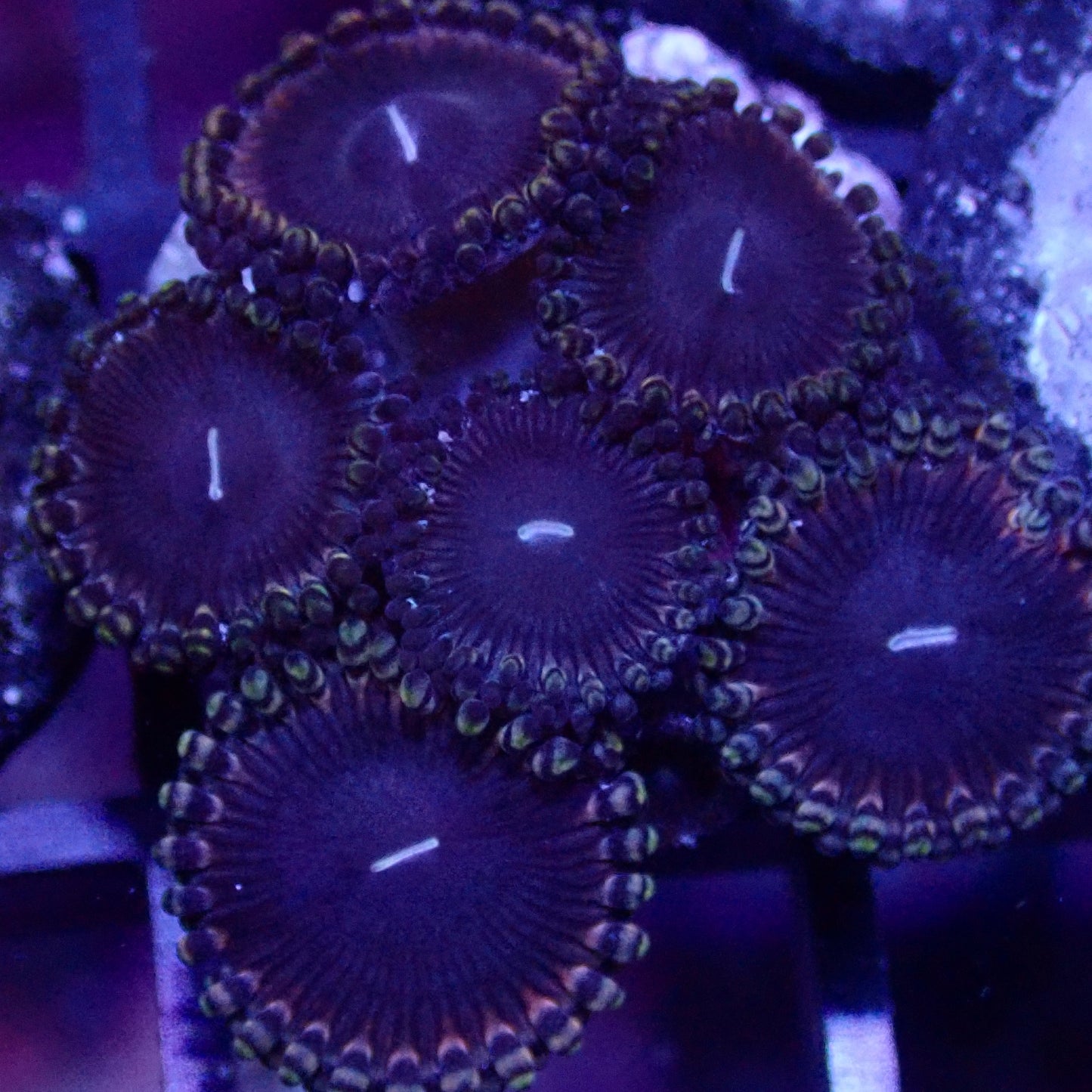 Black Death Zoanthid frag