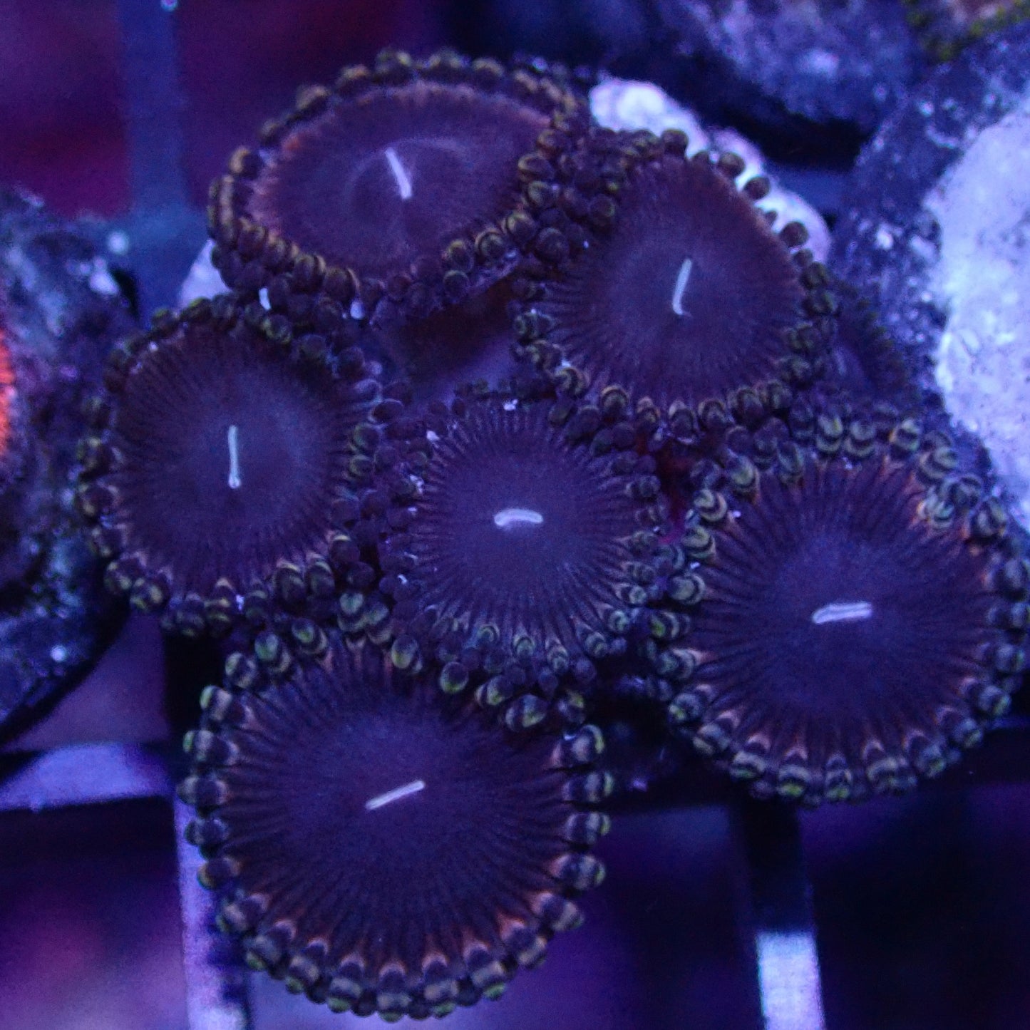 Black Death Zoanthid frag