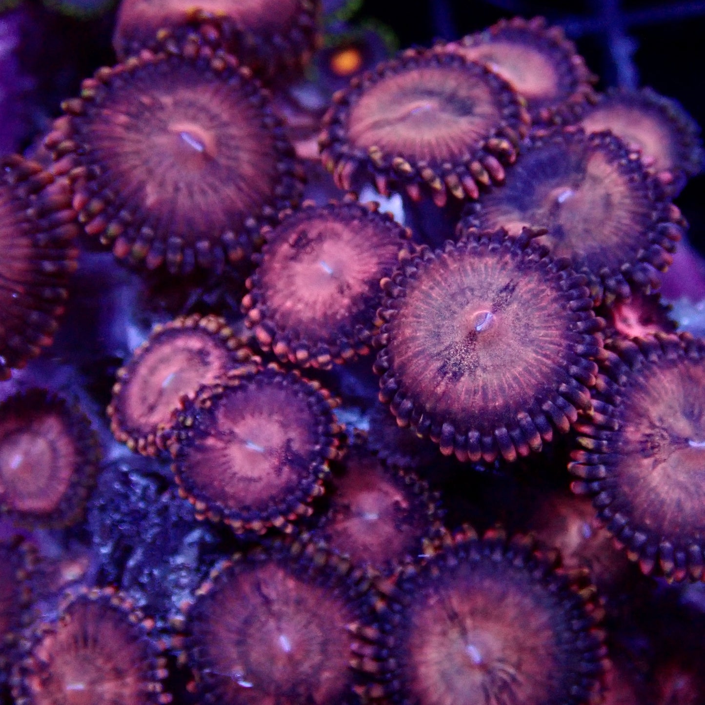 Pink galaxy zoanthid frag