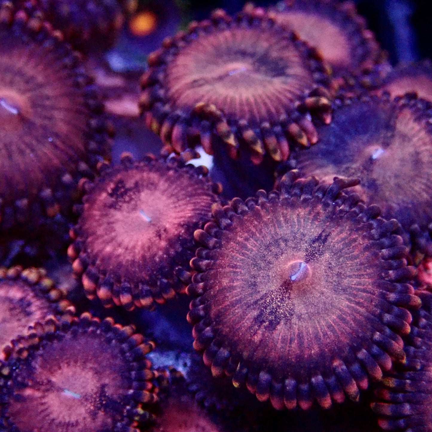 Pink galaxy zoanthid frag