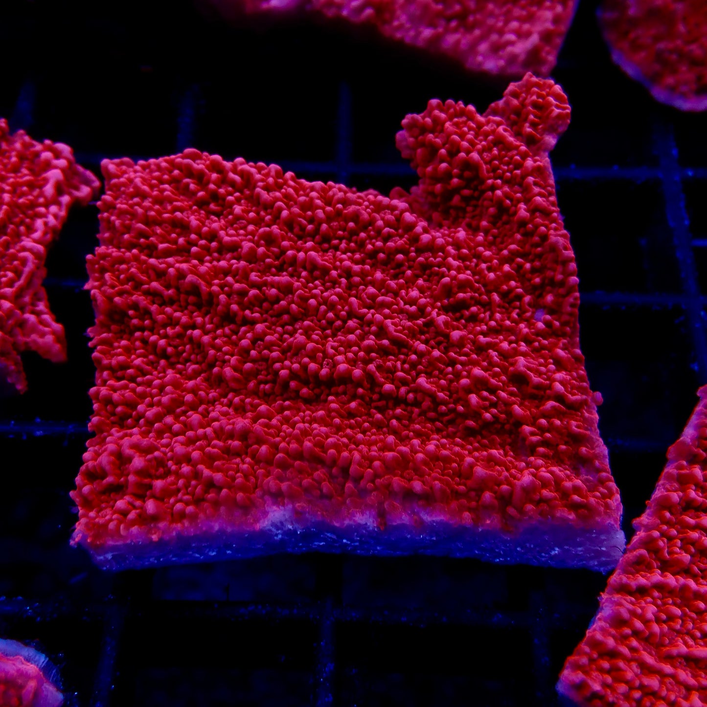 Red Montipora frag