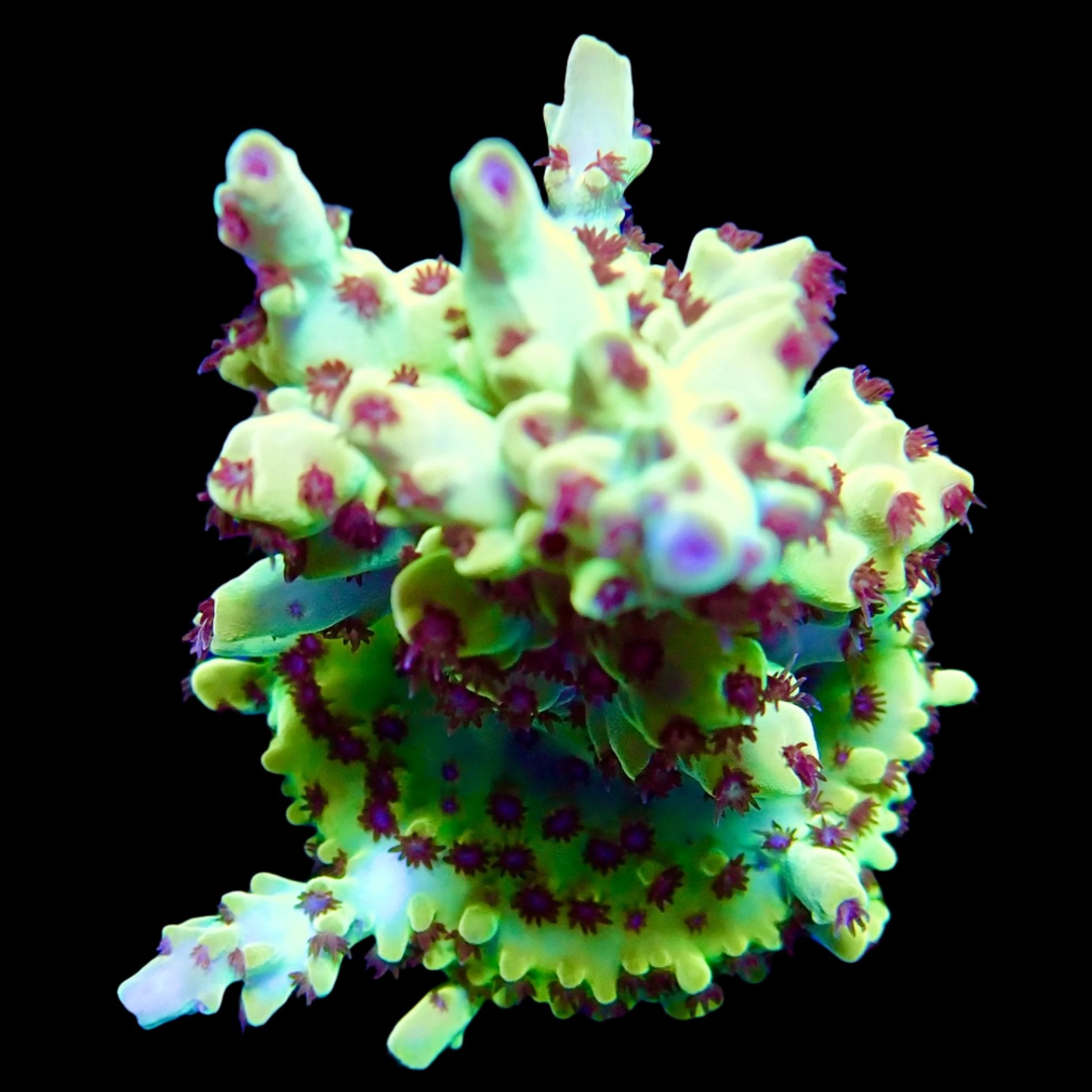 Pink Lemonade Acropora WYSIWYG