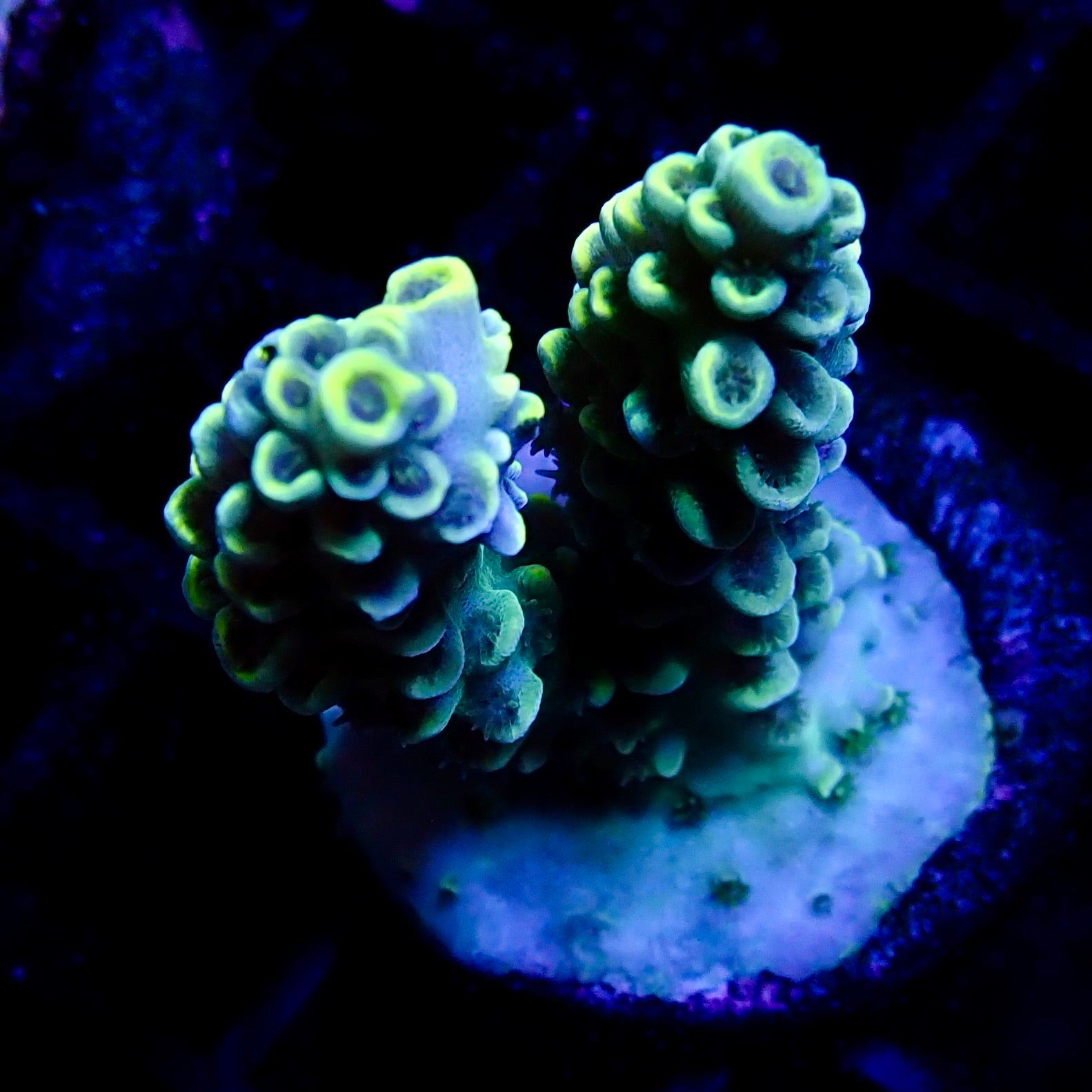 Acropora Frag Australie WYSIWYG