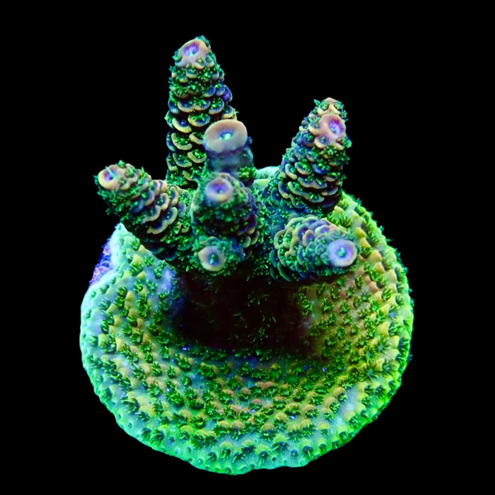Acropora Frag Australie WYSIWYG