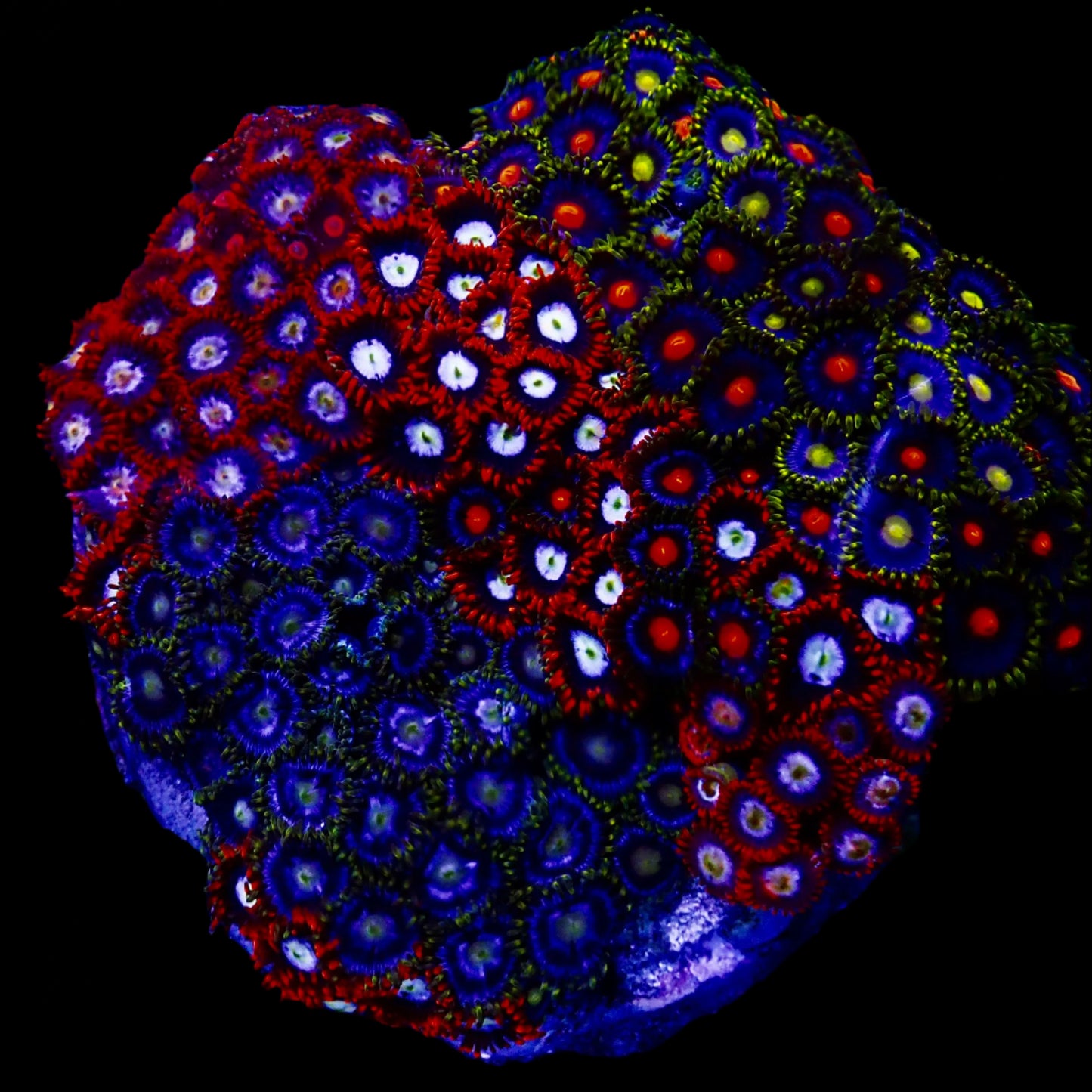Zoanthidae Coral (Zoanthids) WYSIWYG 03