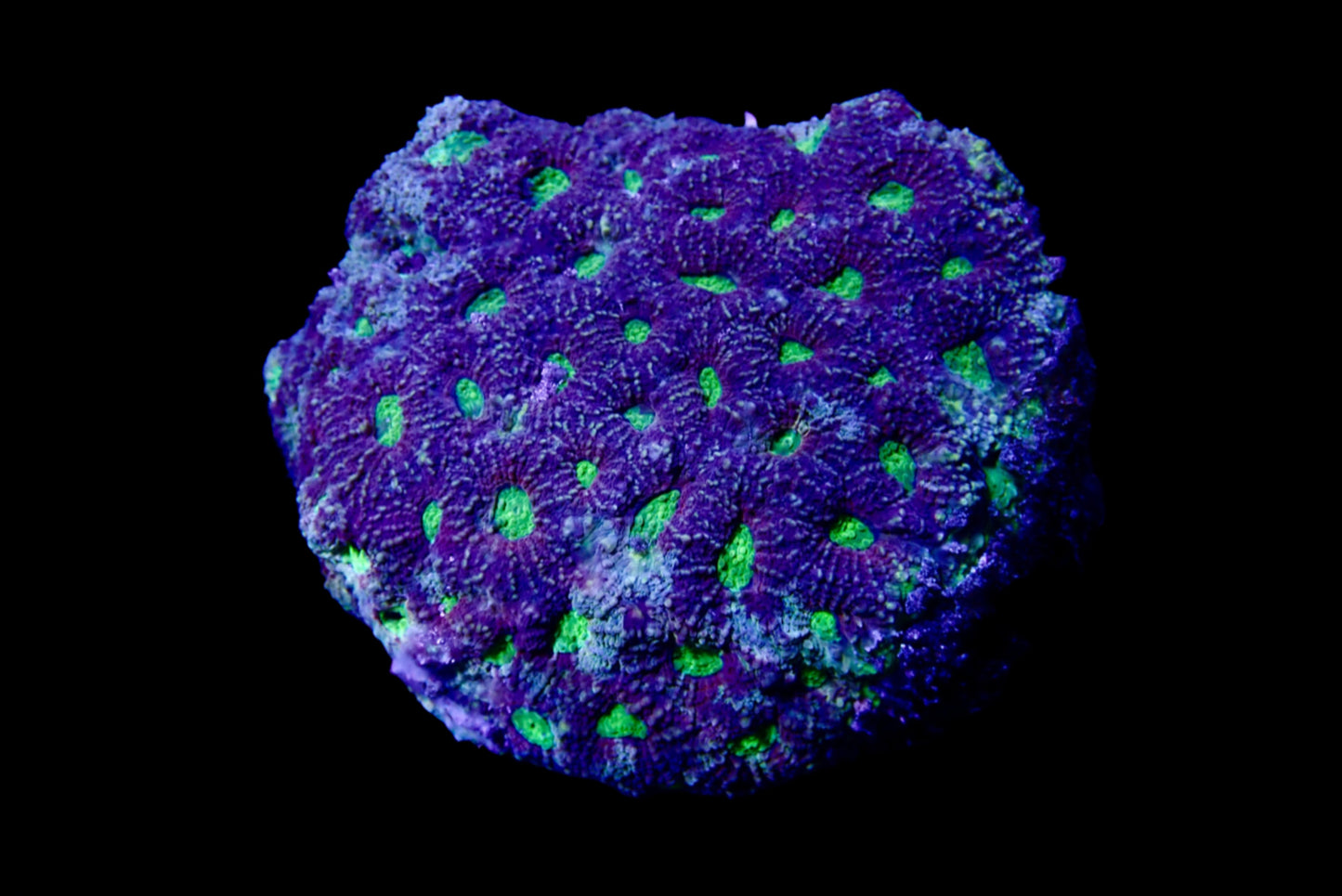 Favite colony