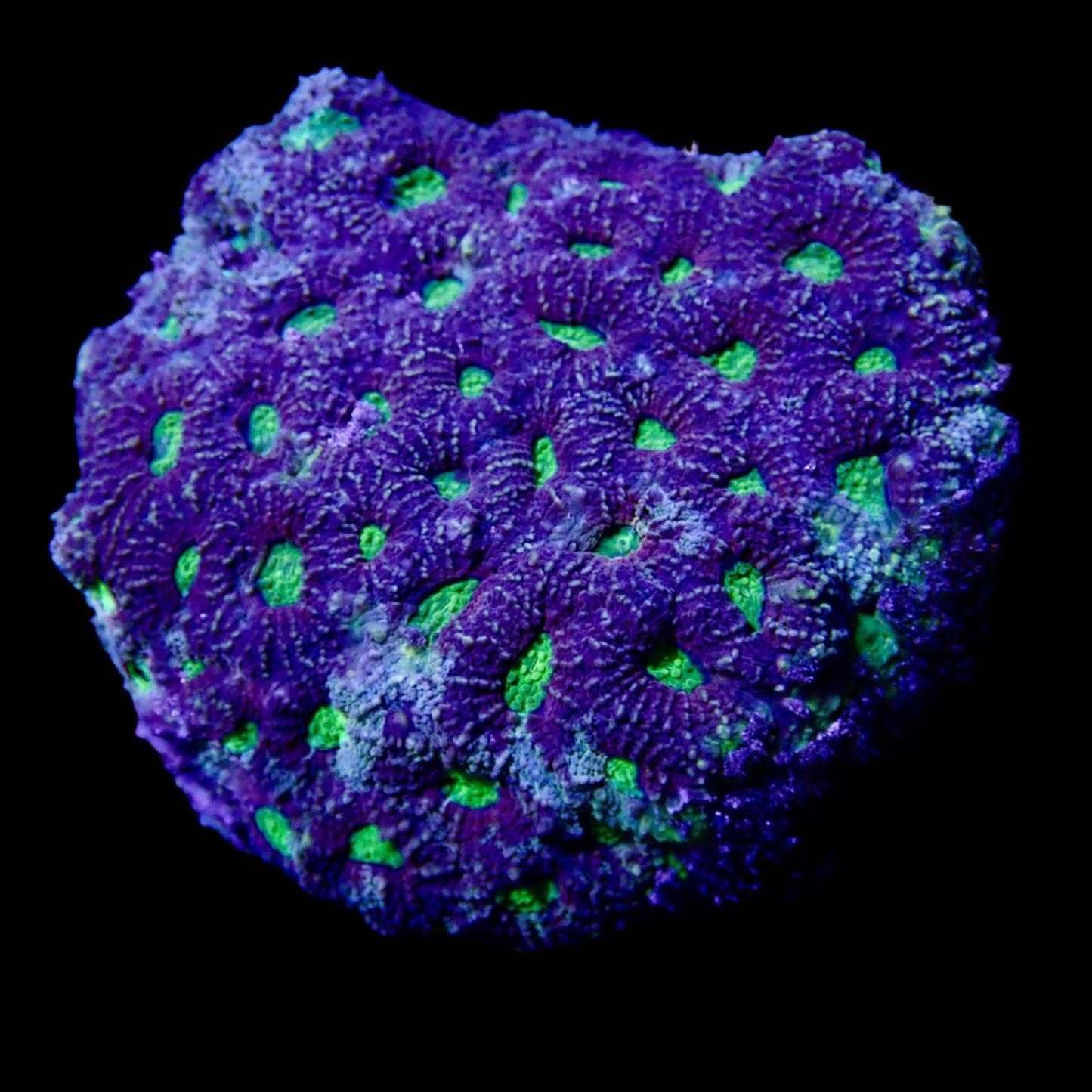 Favite colony