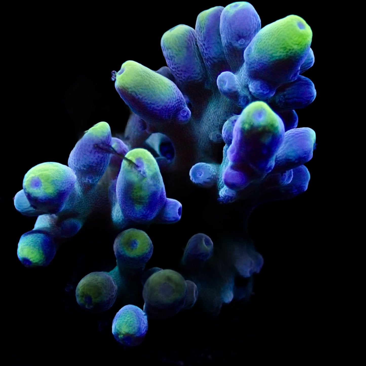 Acropora frag