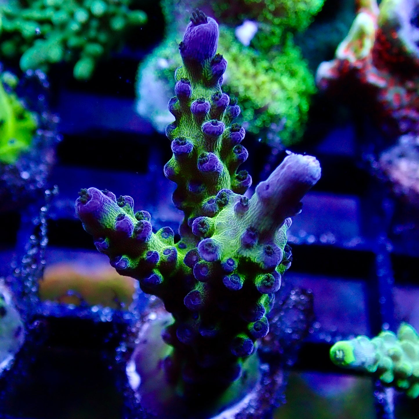 Acropora frag