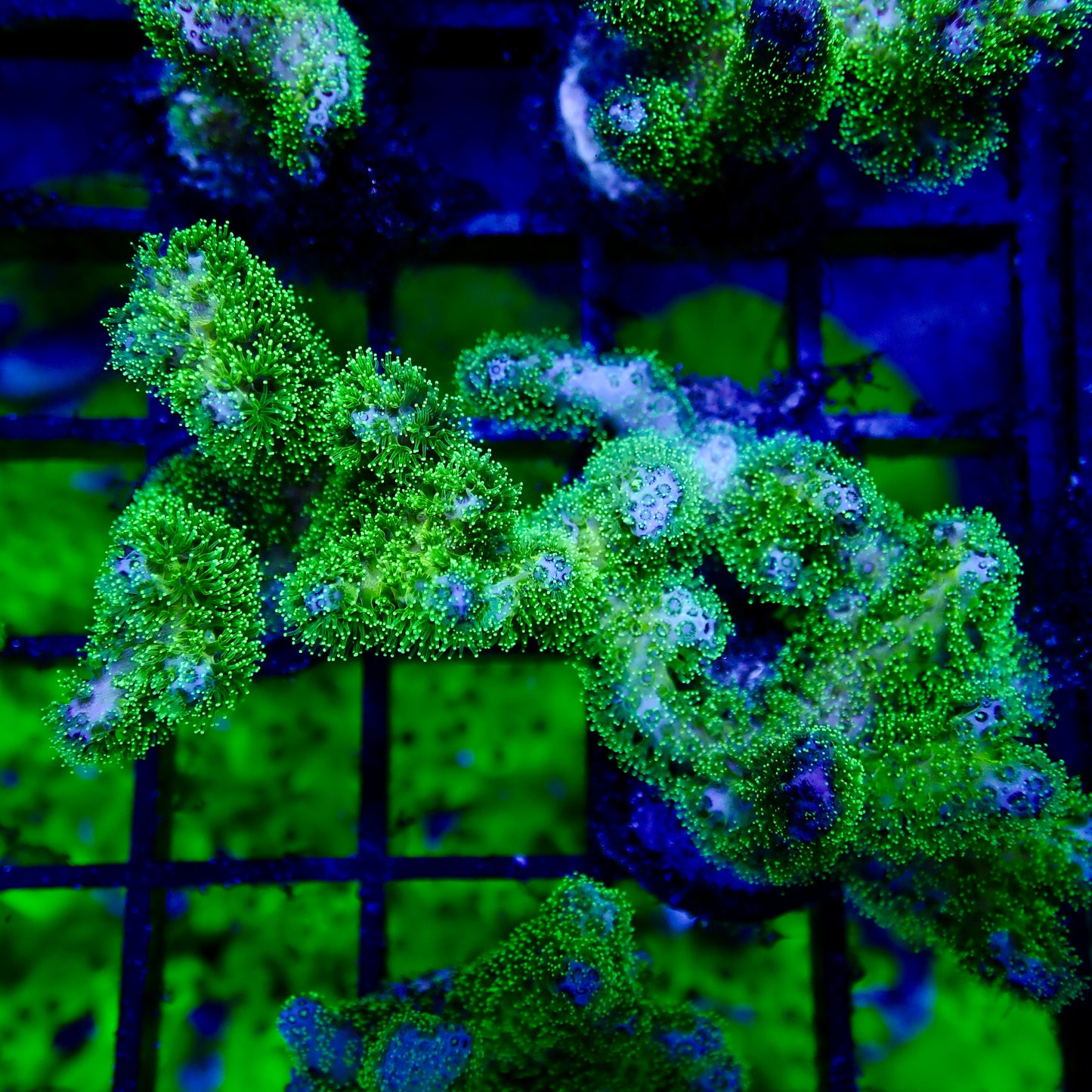 Neon Green Pocillopora