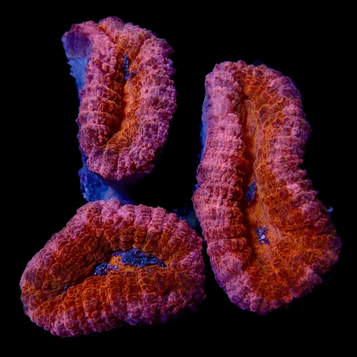 Lobophyllia