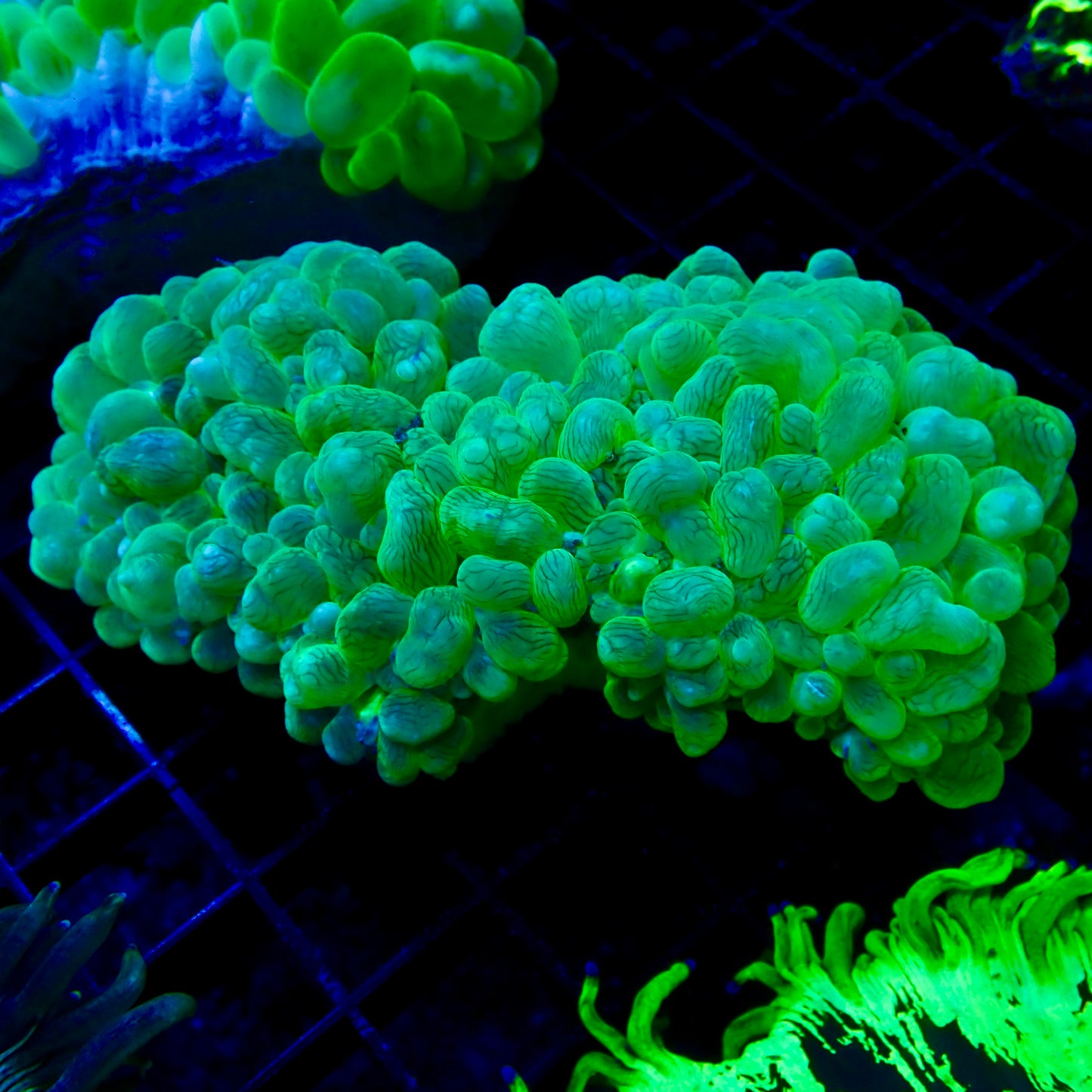 Bubble Coral