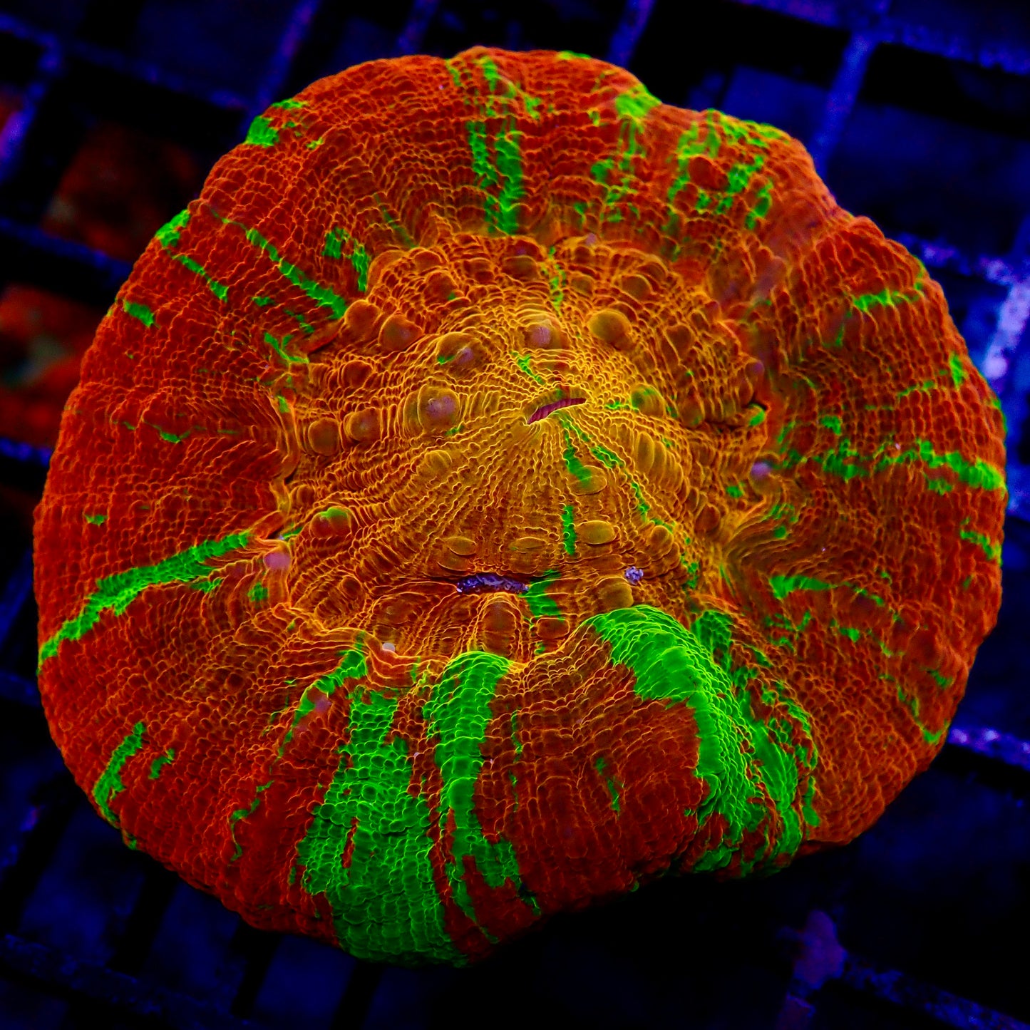 Scolymia Reversed Bleeding Ultra Gold