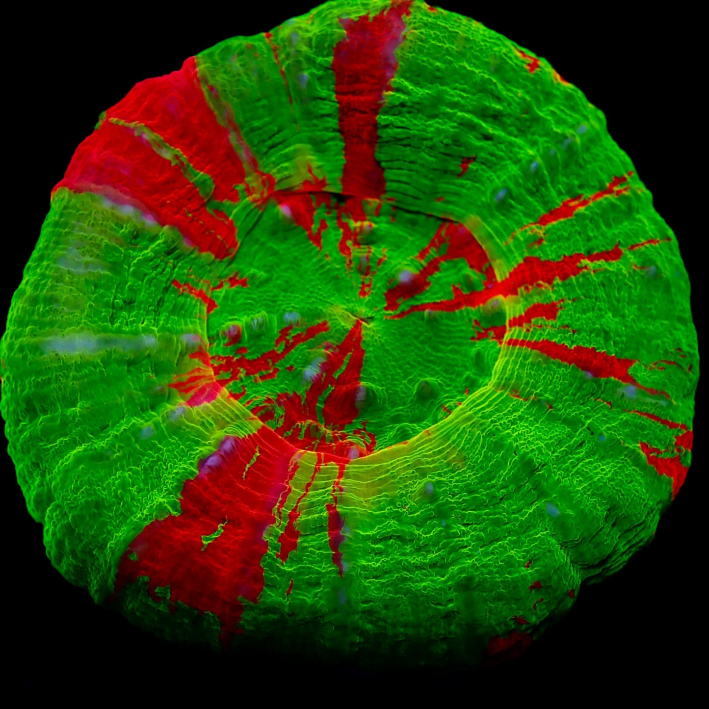 Scolymia Ultra Bleeding Apple