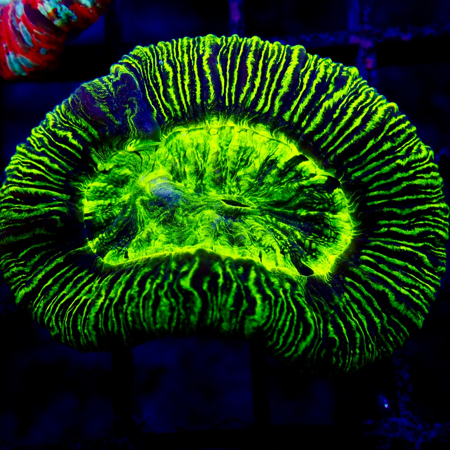 Trachyphyllia Geoffroyi Metallic Green / Fluro Small (assortie)