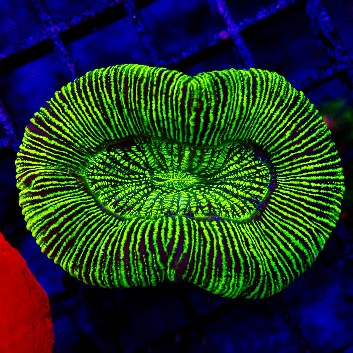 Trachyphyllia Geoffroyi Metallic Green / Fluro Small (assortie)