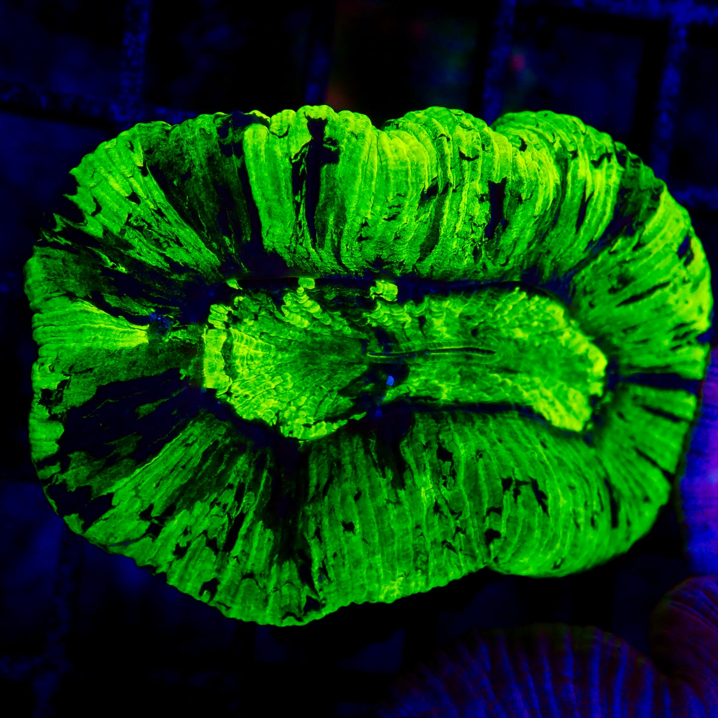 Trachyphyllia Geoffroyi Metallic Green / Fluro Small (assortie)