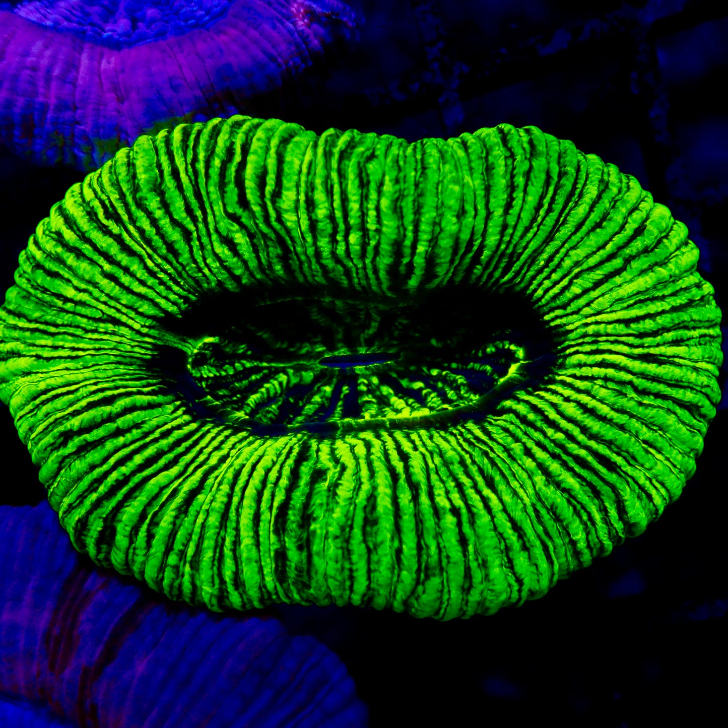 Trachyphyllia Geoffroyi Metallic Green / Fluro Small (assortie)