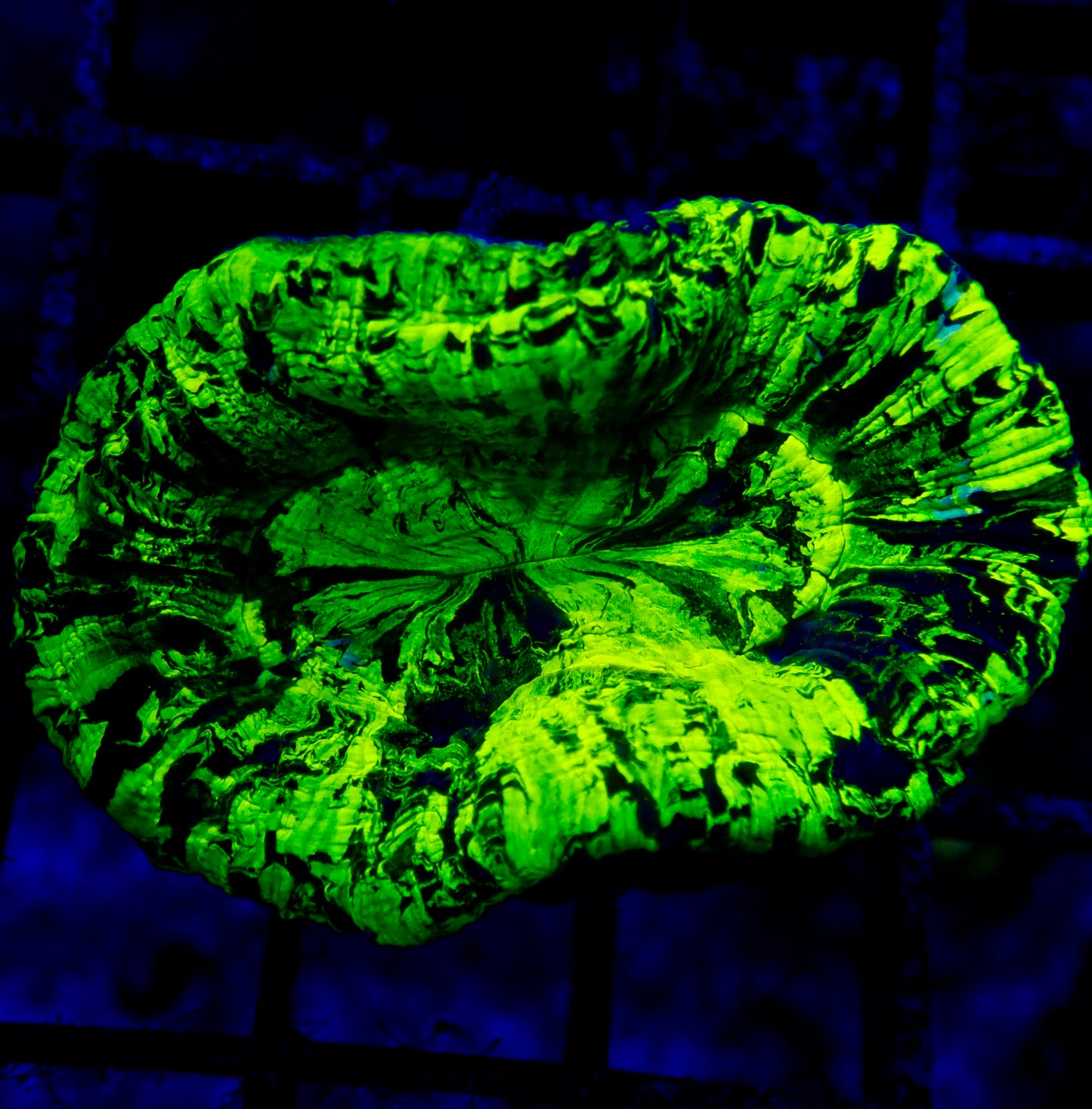 Trachyphyllia Geoffroyi Metallic Green / Fluro Small (assortie)