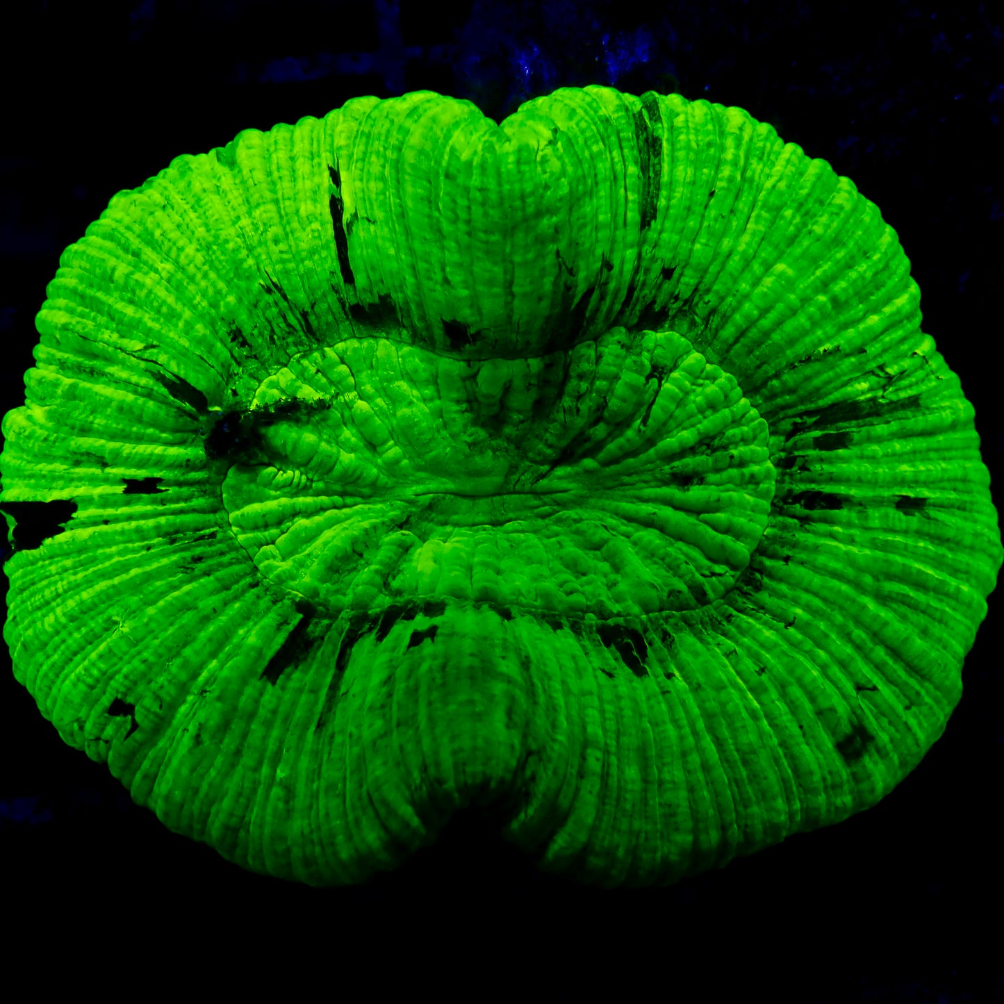 Trachyphyllia Geoffroyi Metallic Green / Fluro Small (assortie)