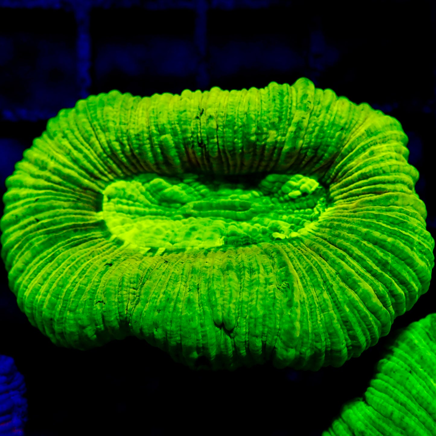 Trachyphyllia Geoffroyi Metallic Green / Fluro Small (assortie)