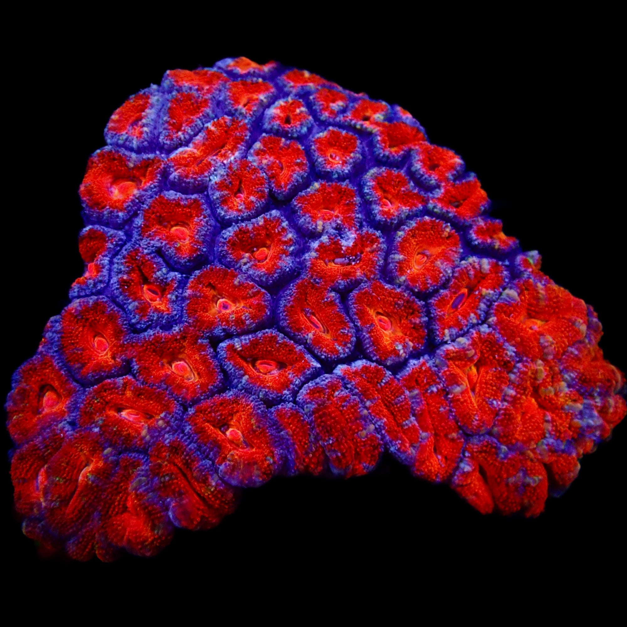 Acanthastrea Lordhowensis Ultra Colony