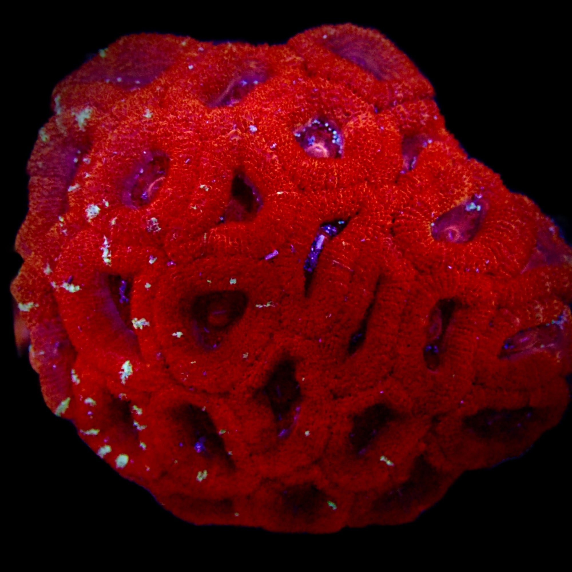 Acanthastrea Lordhowensis Ultra Colony