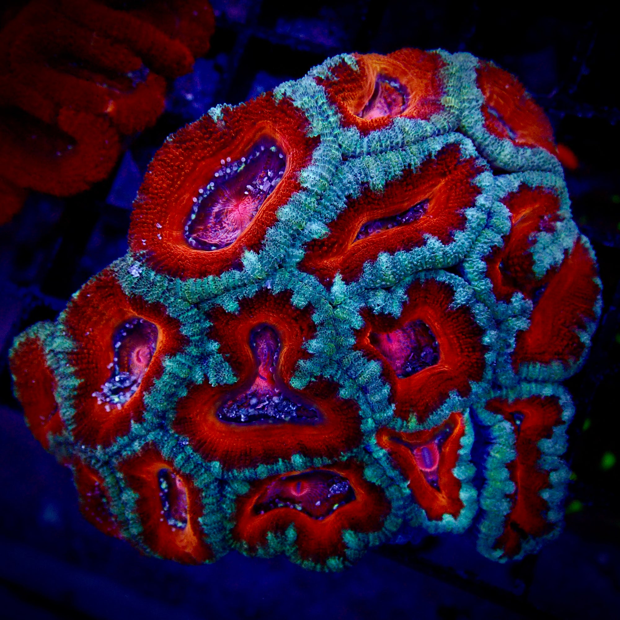 Acanthastrea Lordhowensis Ultra Colony