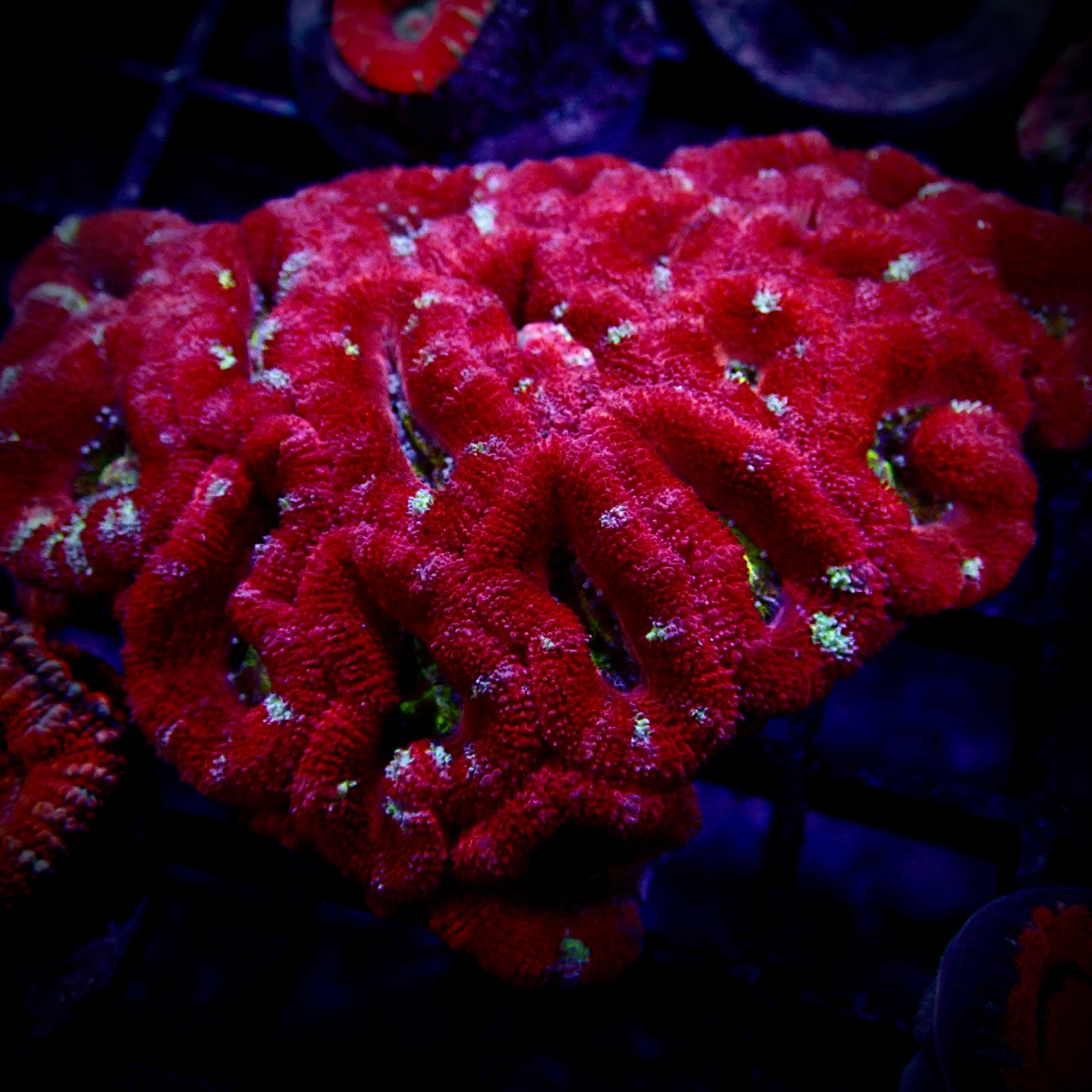 Acanthastrea Lordhowensis Ultra Colony