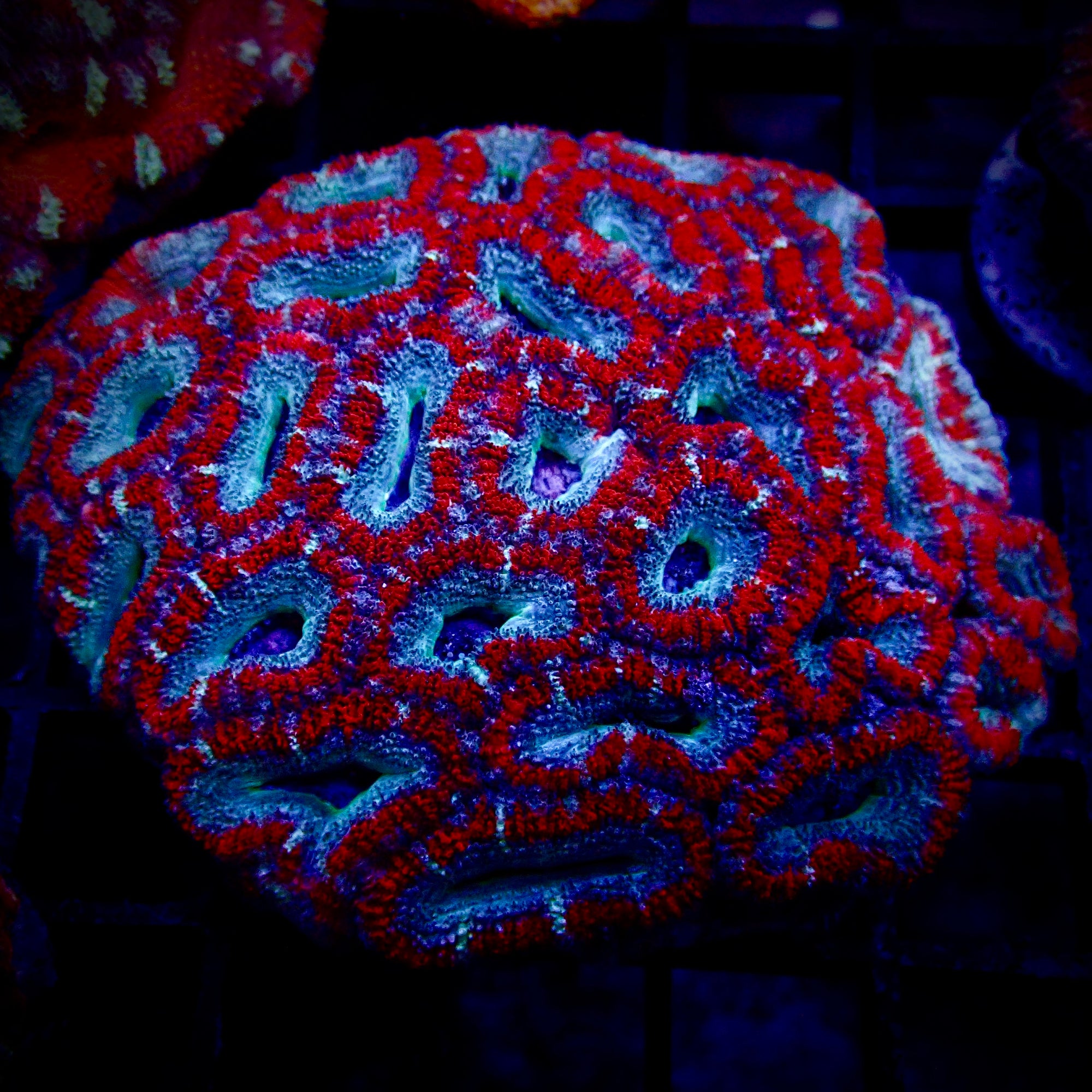 Ultra Acan Lord