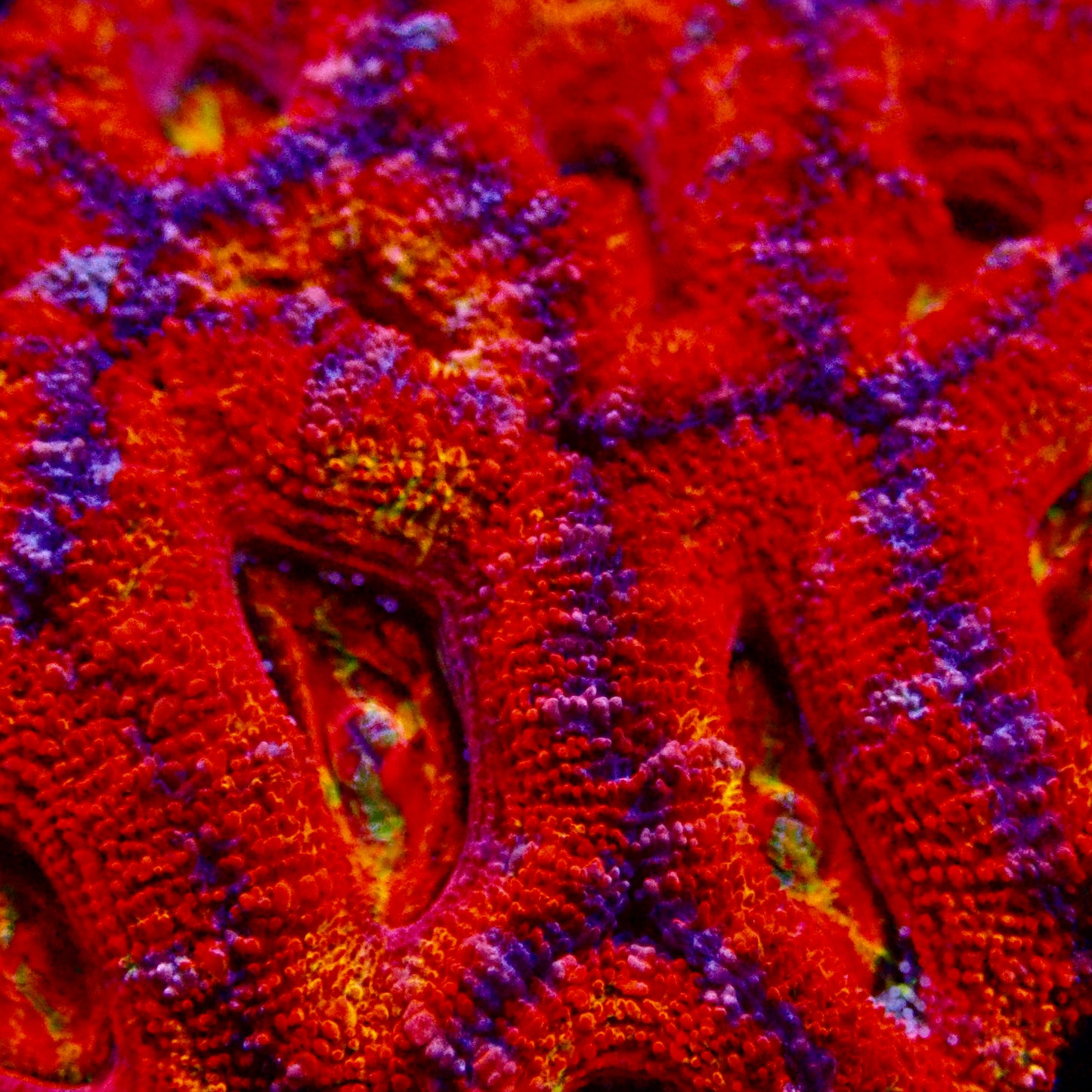 Acanthastrea Lordhowensis Ultra Rainbow Colony