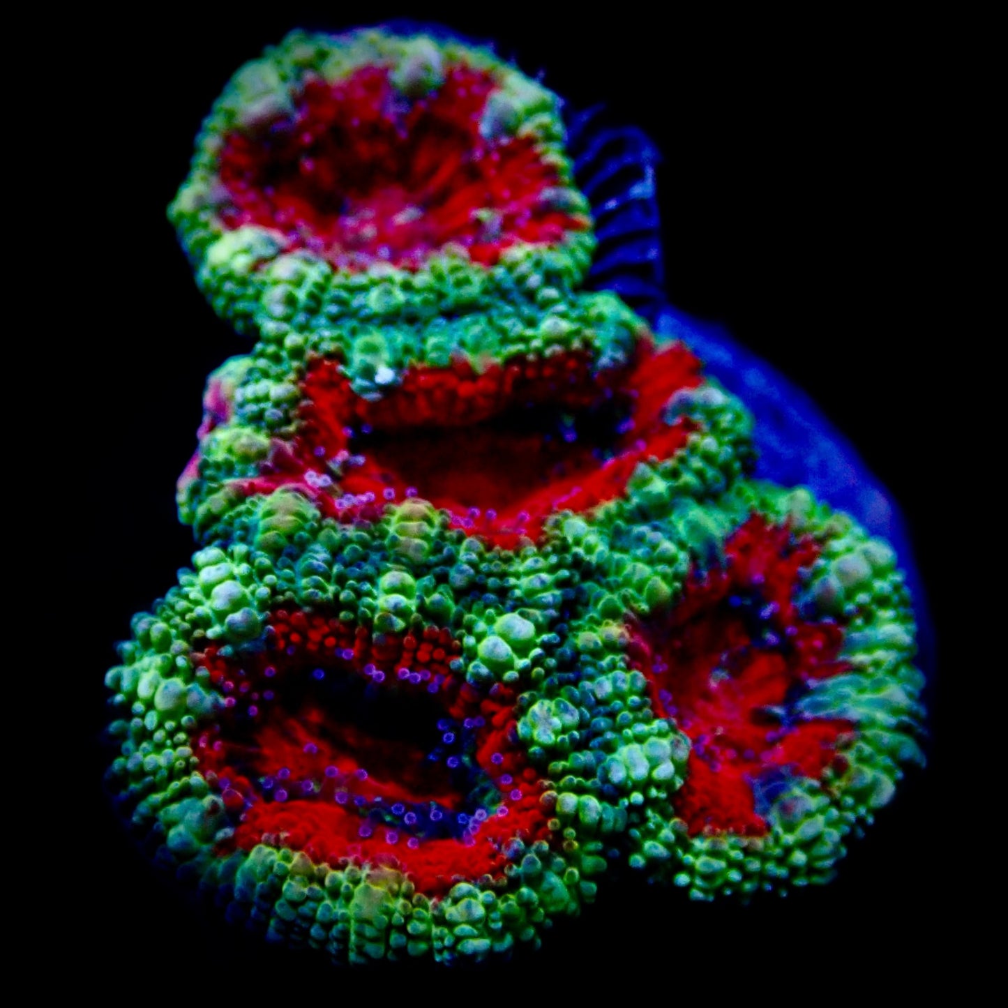 Acanthastrea Lordhowensis Ultra frag