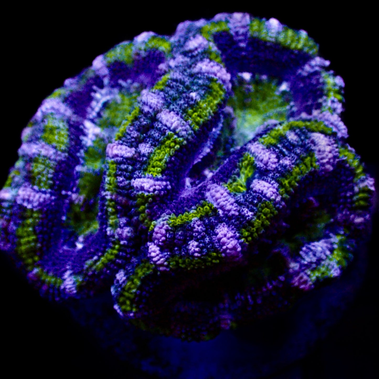 Acanthastrea Lordhowensis Ultra frag