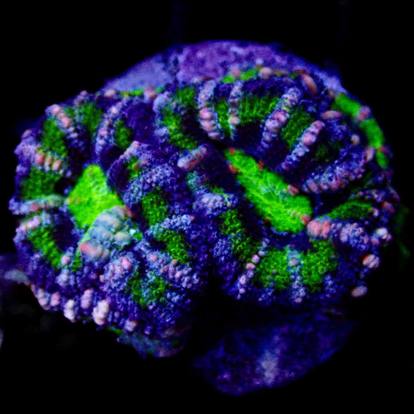 Acanthastrea Lordhowensis Ultra frag