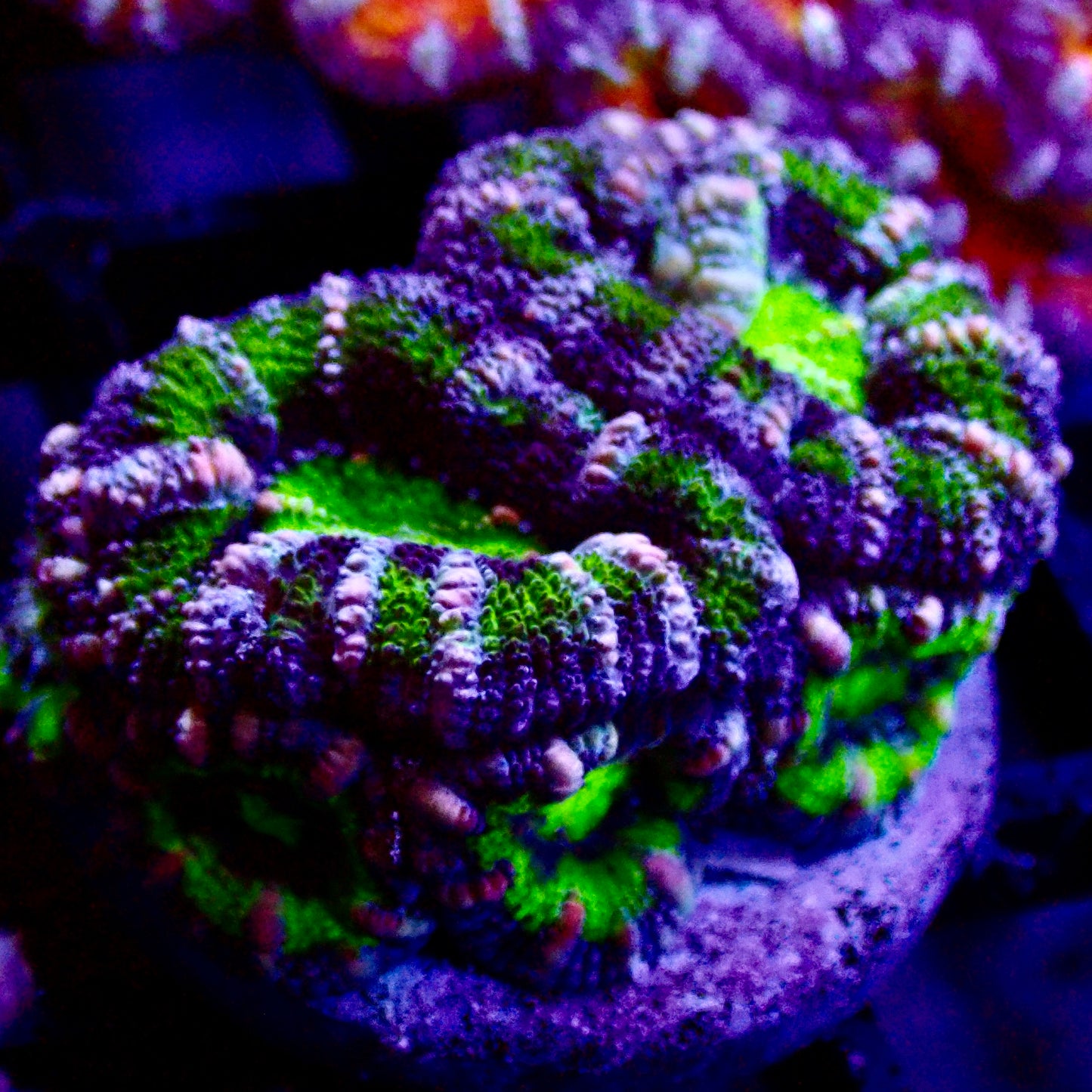 Acanthastrea Lordhowensis Ultra frag