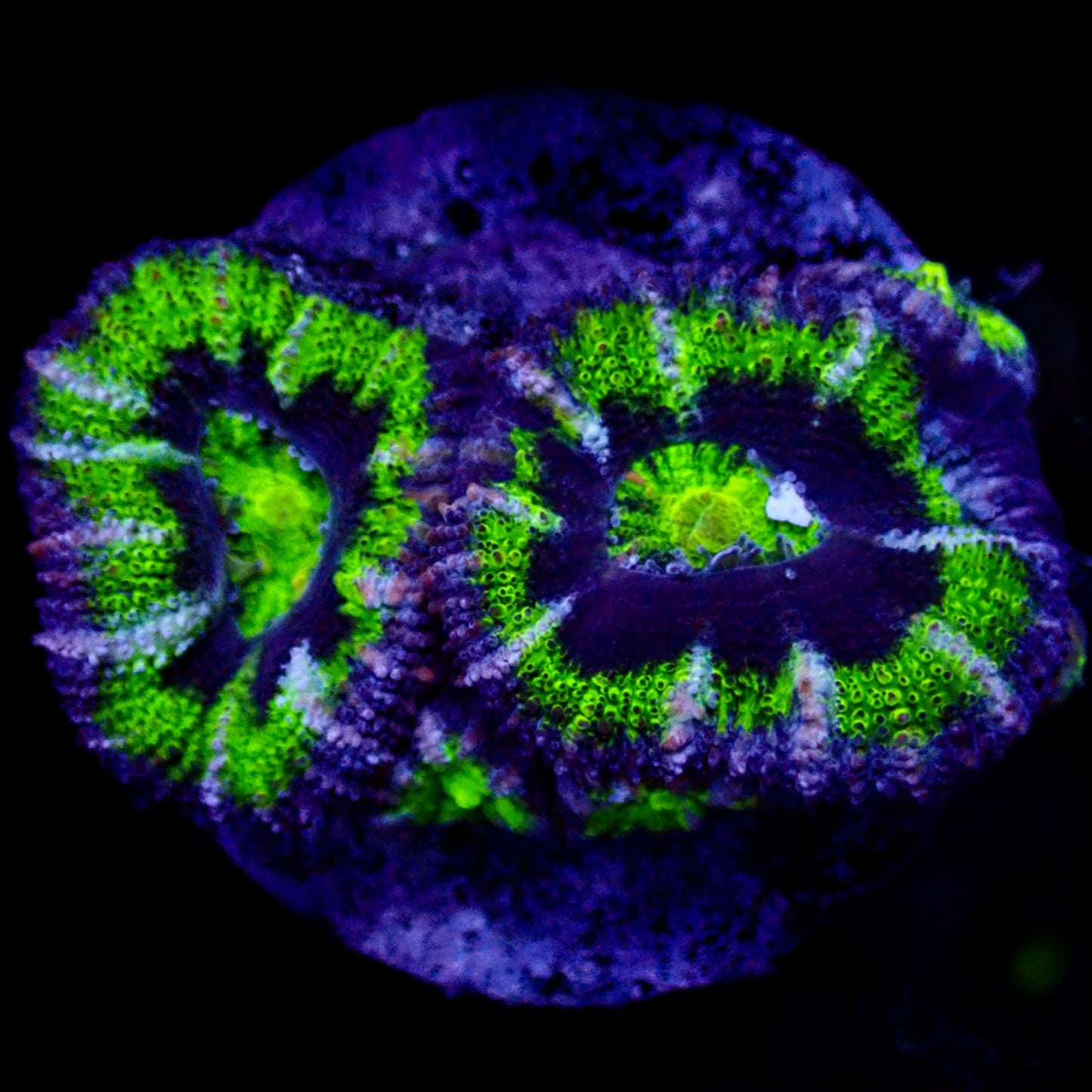 Acanthastrea Lordhowensis Ultra frag