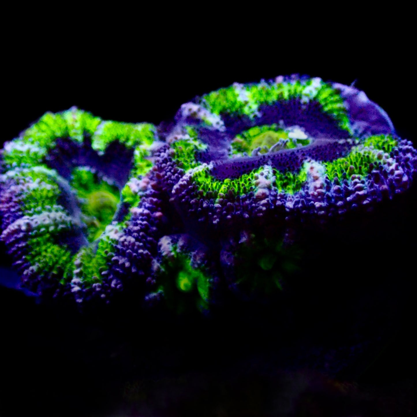 Acanthastrea Lordhowensis Ultra frag