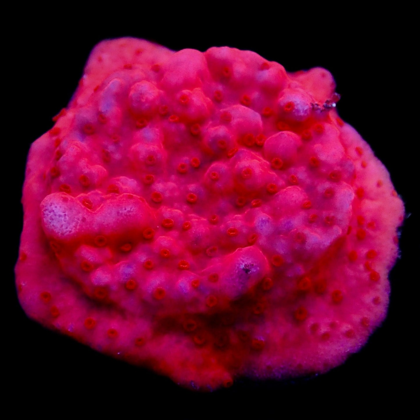 Leptoseris frag