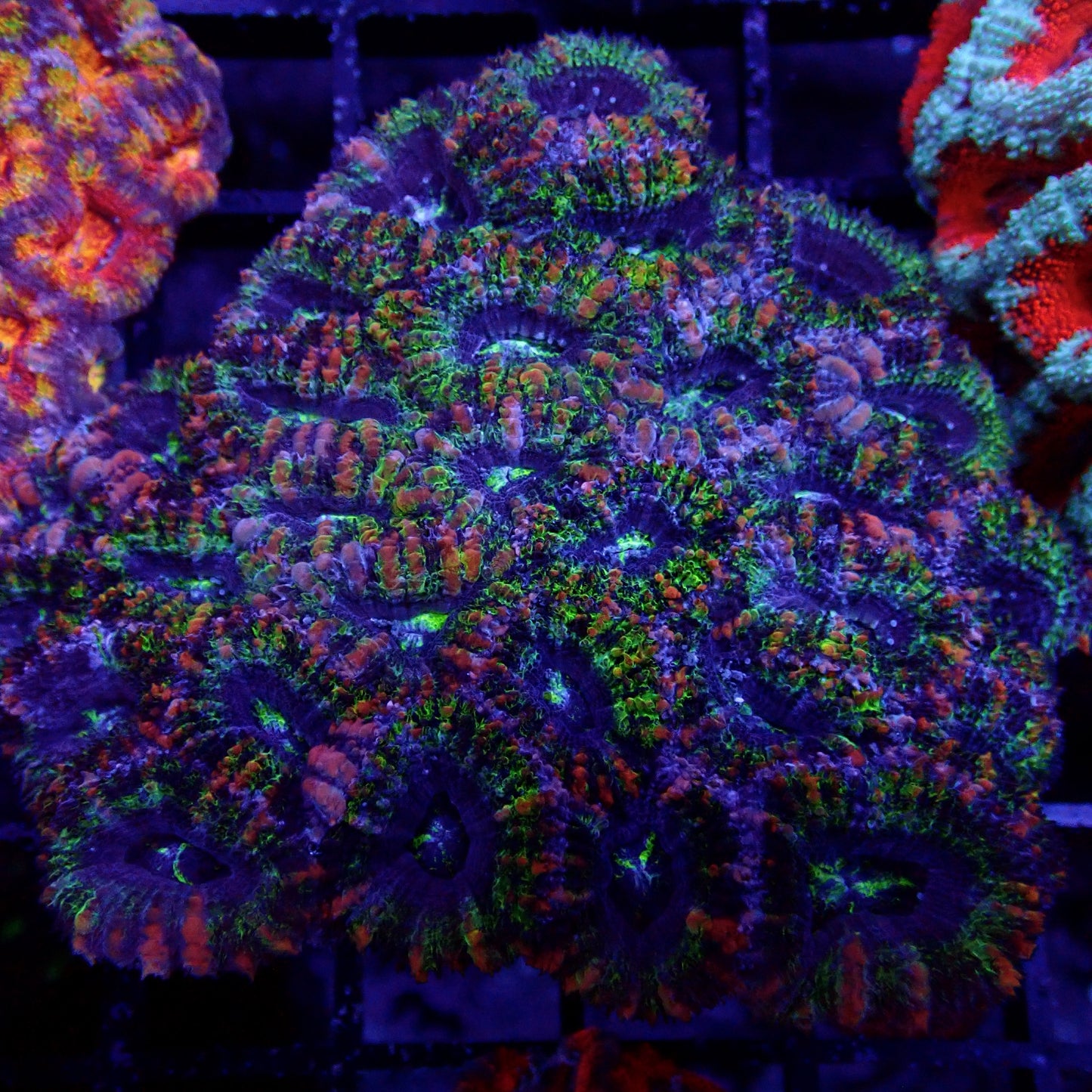 Acanthastrea Lordhowensis Ultra Rainbow Colony