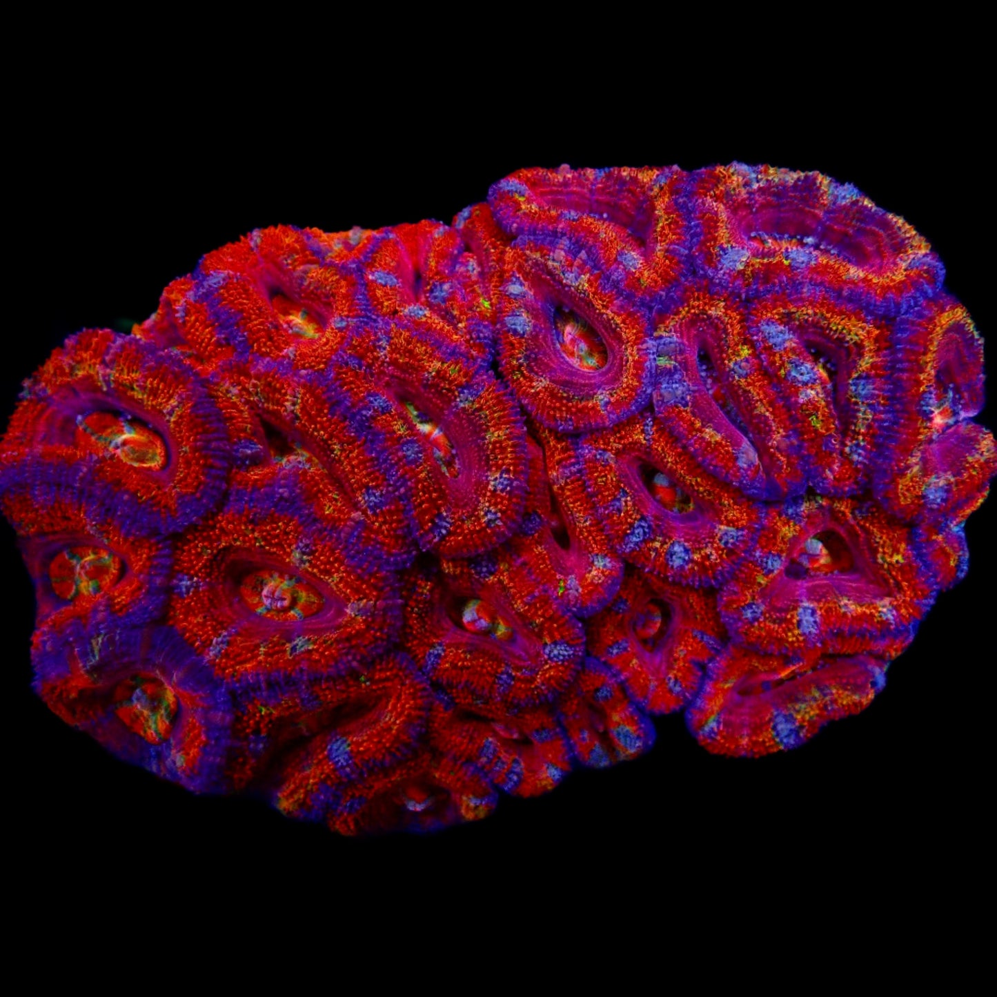 Acanthastrea Lordhowensis Ultra Rainbow Colony