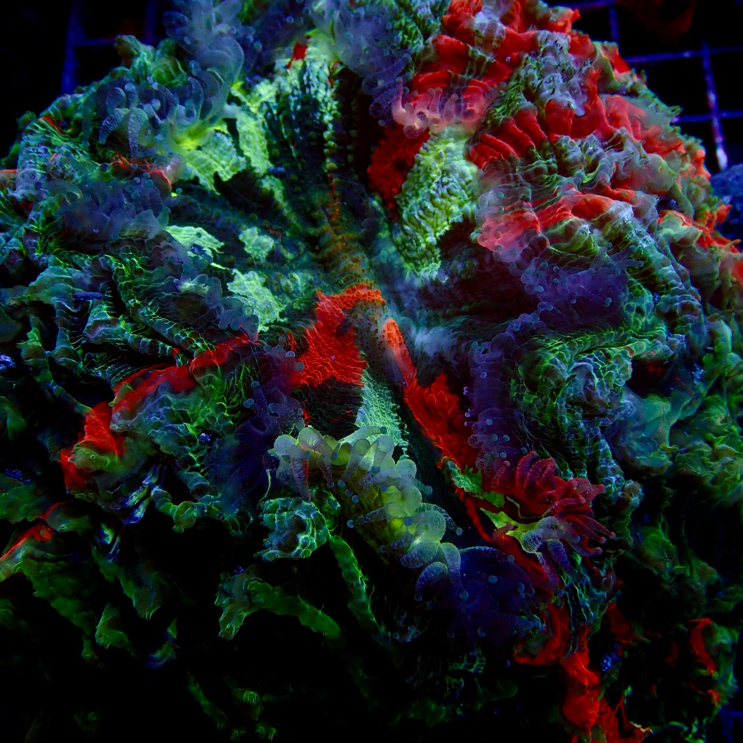 Doughnut Coral - Red Multi