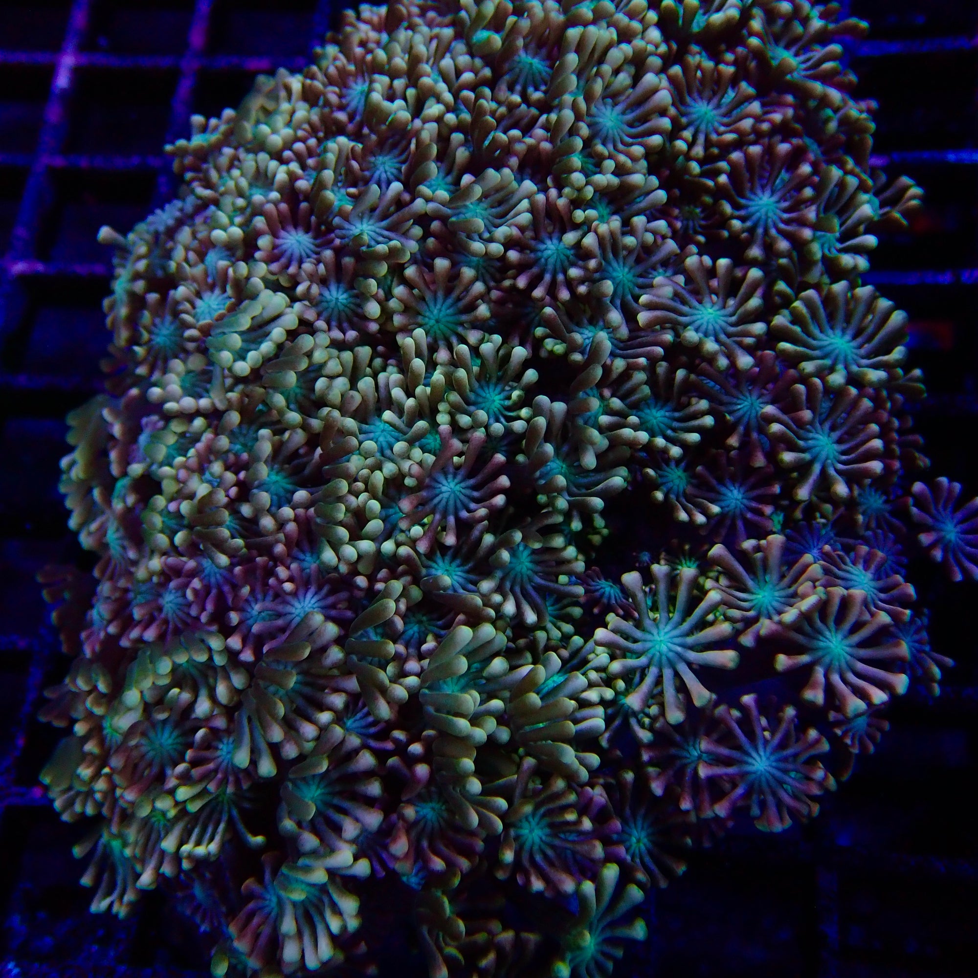 Alveopora Gigas Colony