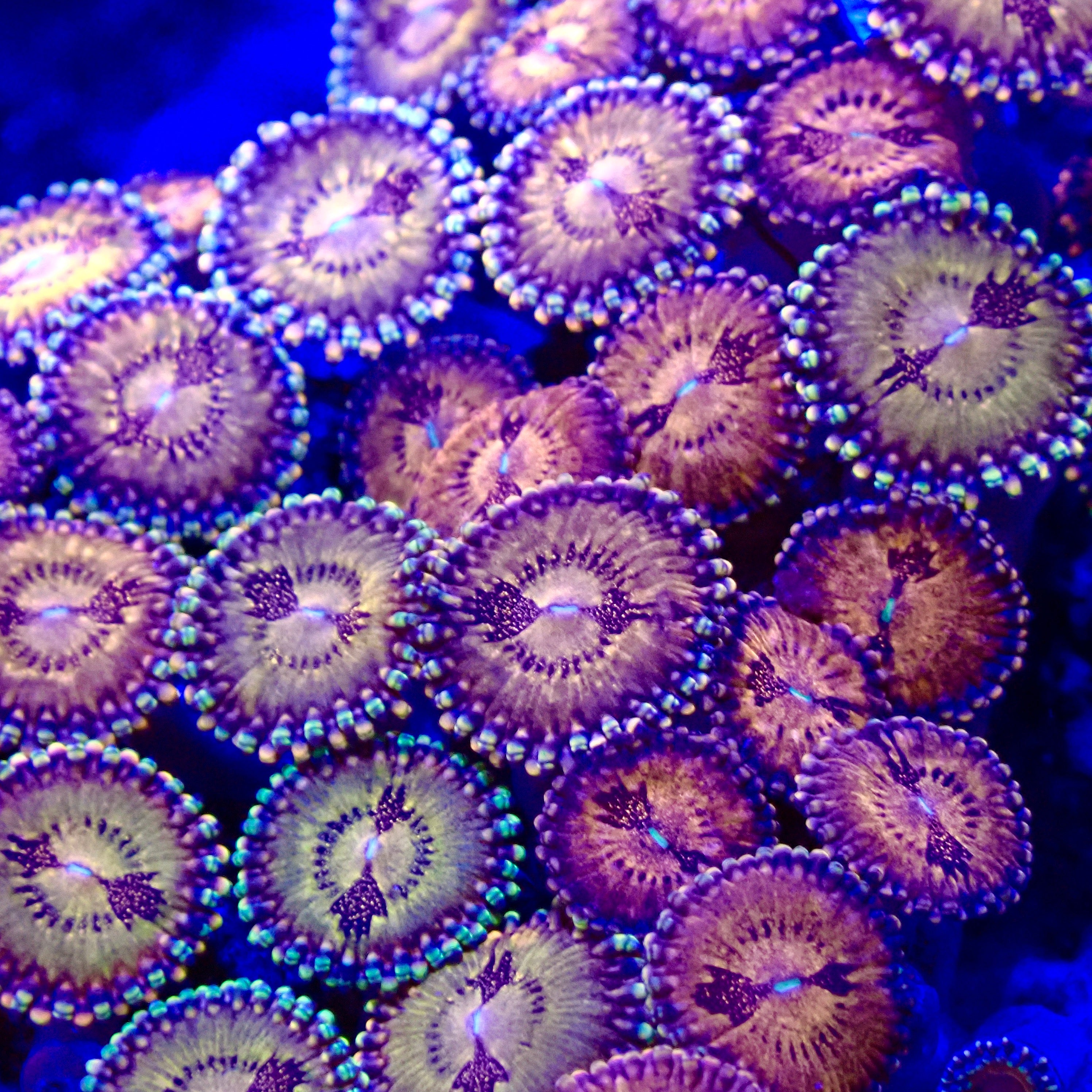 三層のネオンモンスター Space Monster Zoanthid – Galactic Purple Coral Polyp Canada