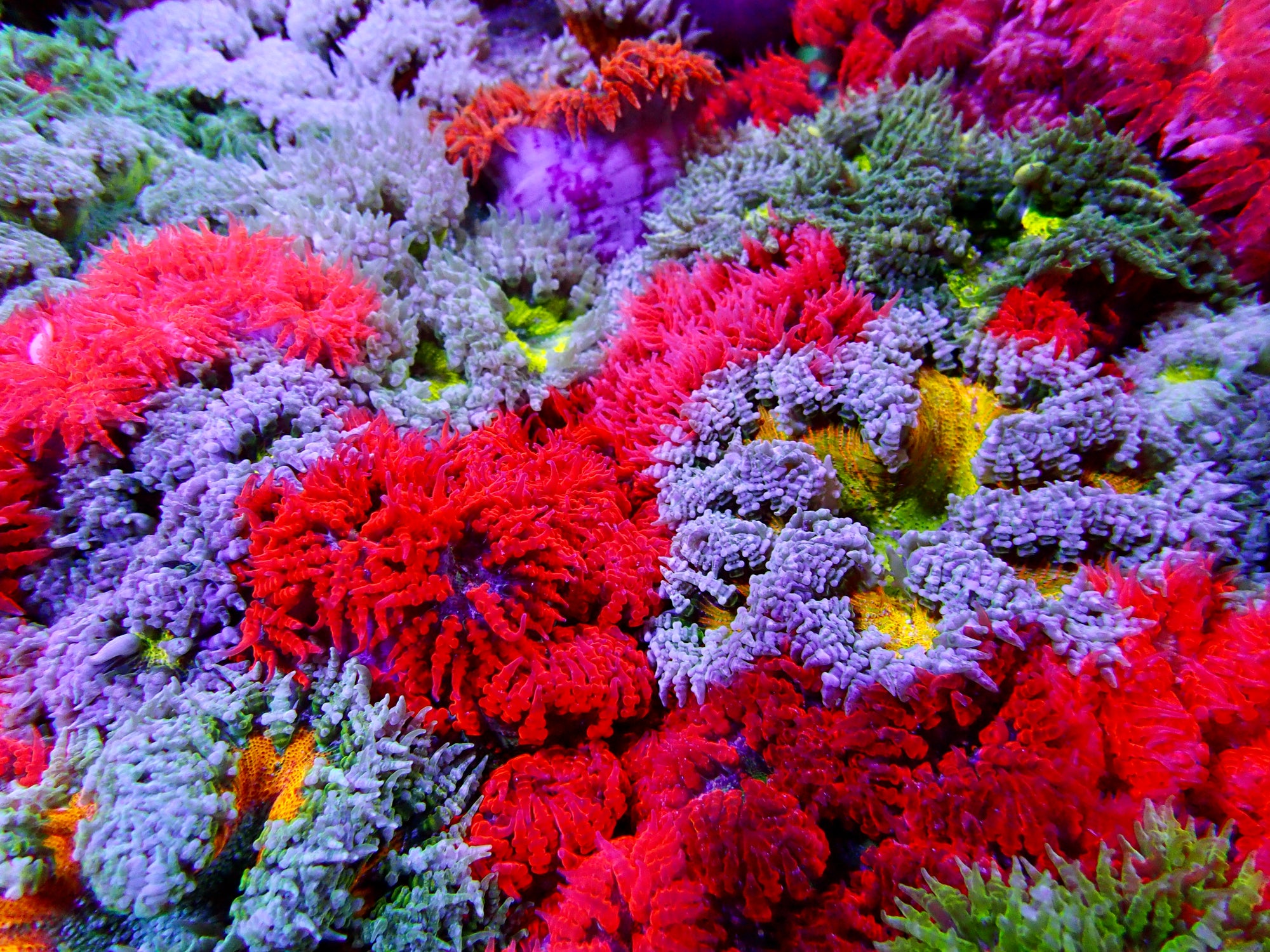 Ultra Rock Flower Anemone - Phymanthus crucifer | Anémone Colorée et Facile à Maintenir en Aquarium Récifal